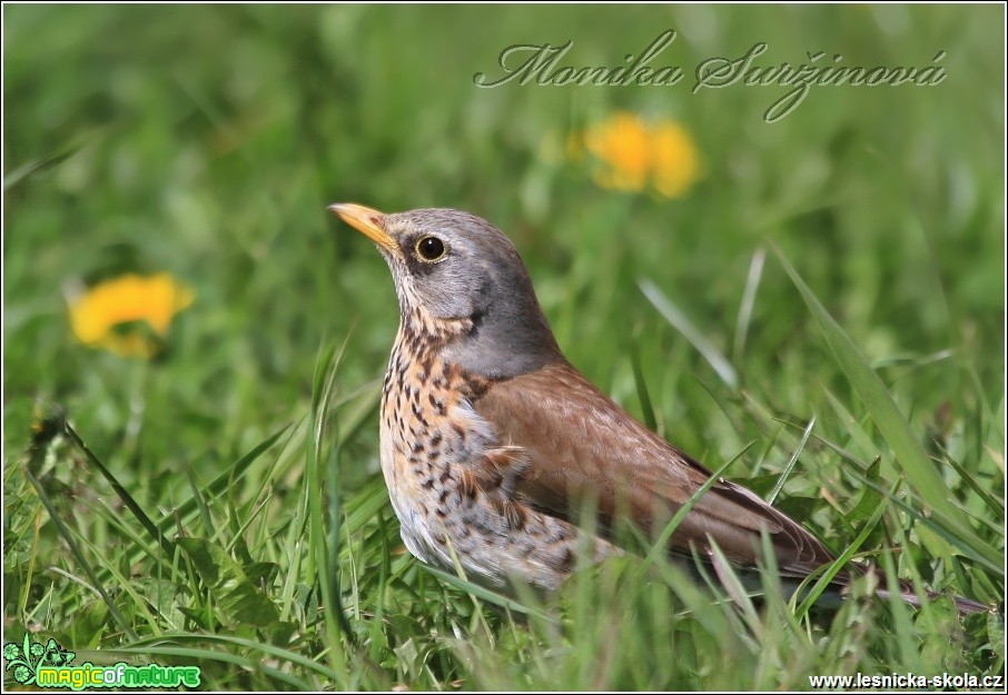 Drozd kvíčala - Turdus pilaris - Foto Monika Suržinová (1)