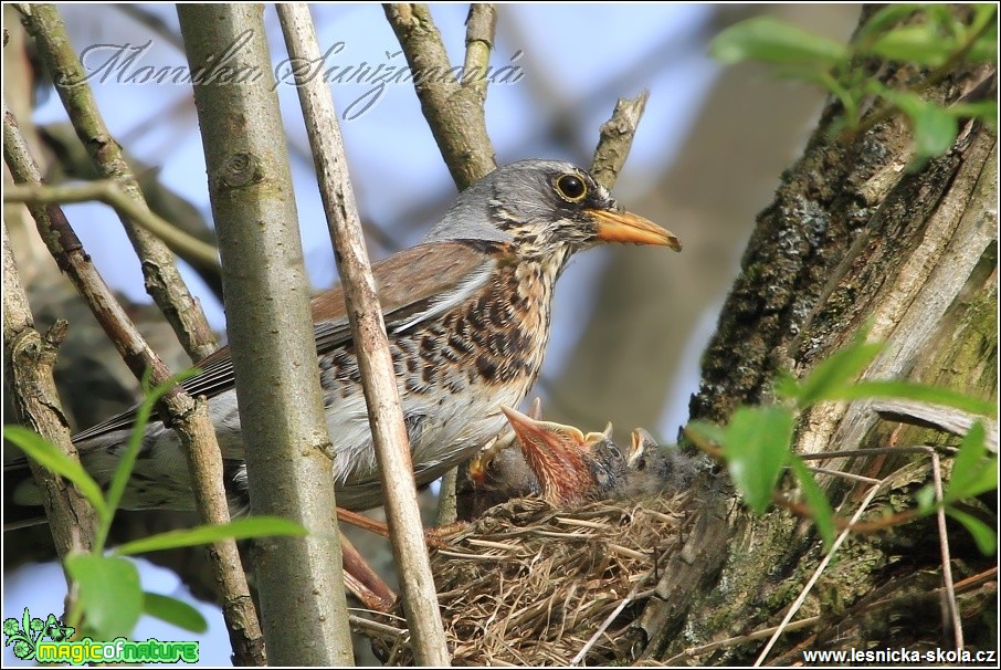 Drozd kvíčala - Turdus pilaris - Foto Monika Suržinová (2)