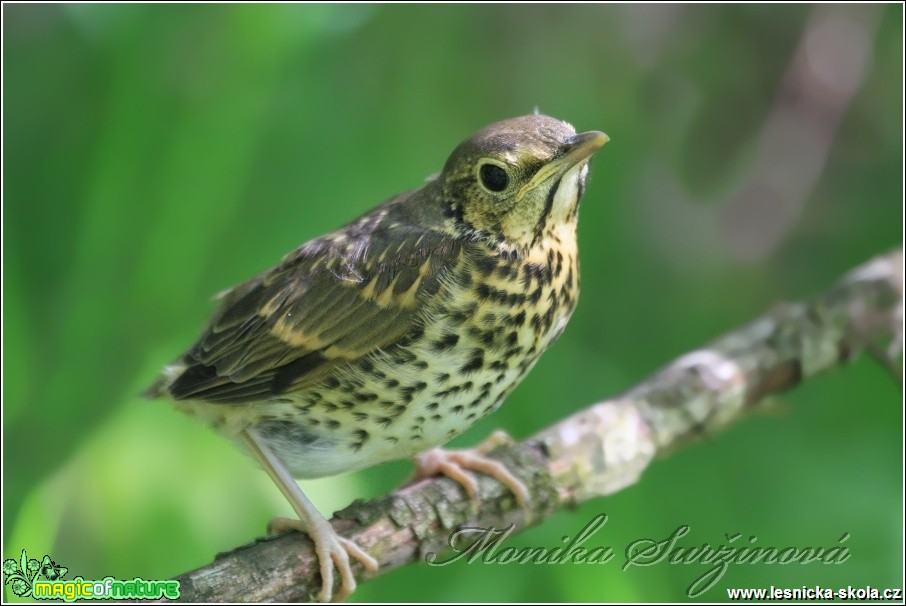 Drozd kvíčala (mládě) - Turdus pilaris - Foto Monika Suržinová