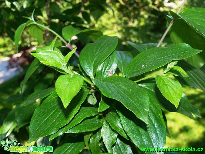 Svída dřín - Cornus mas - Foto David Hlinka