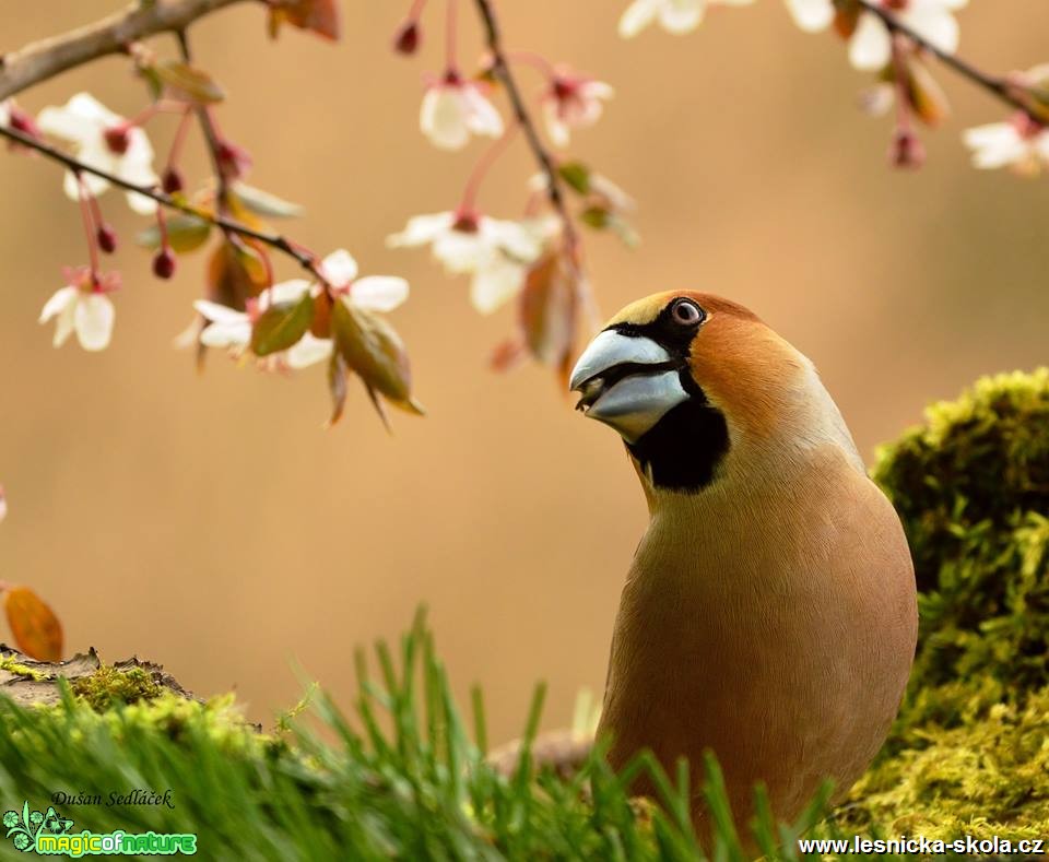 Dlask tlustozobý - Coccothraustes coccothraustes -  Foto Dušan Sedláček (1)