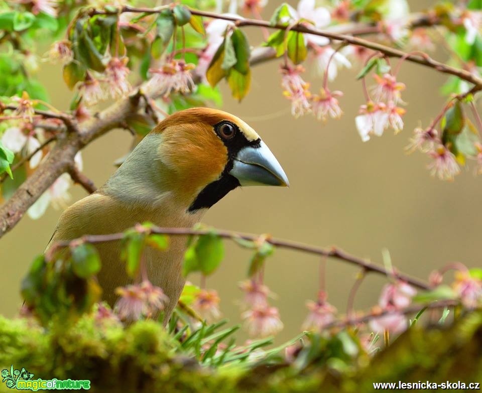 Dlask tlustozobý - Coccothraustes coccothraustes -  Foto Dušan Sedláček (2)