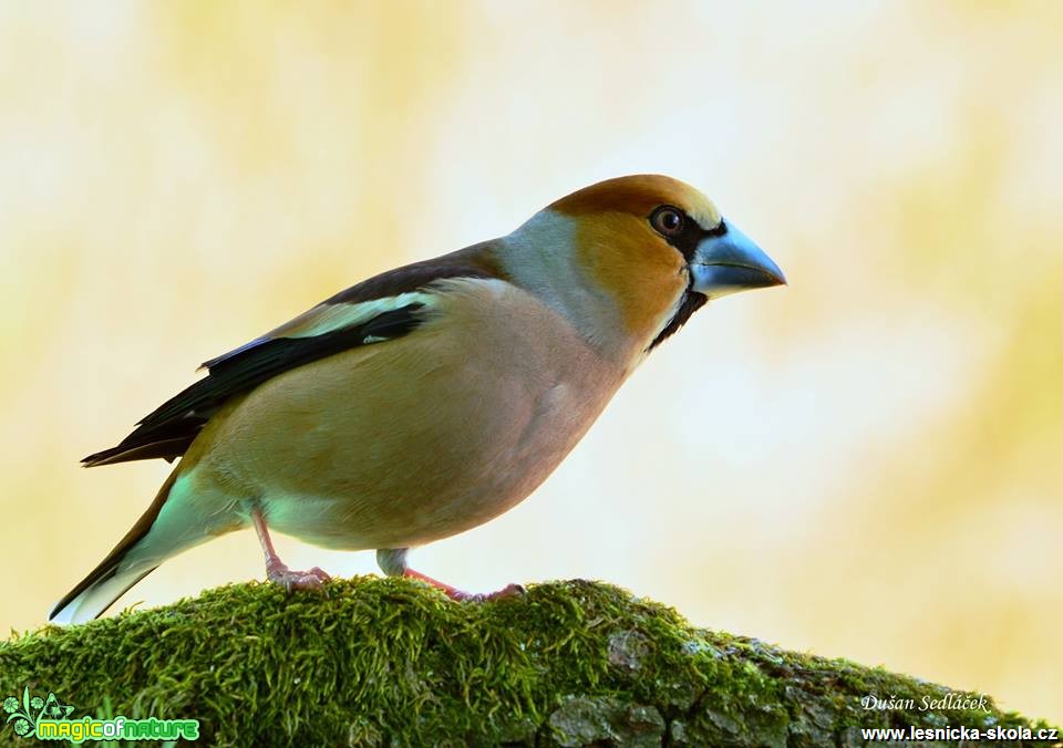 Dlask tlustozobý - Coccothraustes coccothraustes -  Foto Dušan Sedláček (6)