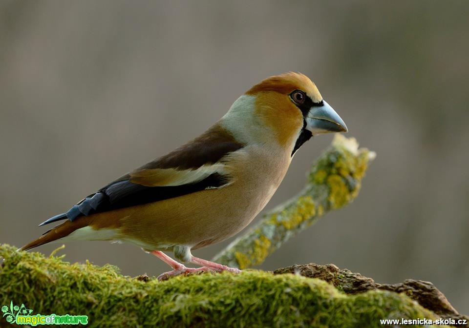 Dlask tlustozobý - Coccothraustes coccothraustes -  Foto Dušan Sedláček (7)