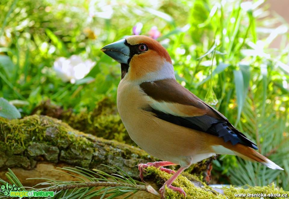 Dlask tlustozobý - Coccothraustes coccothraustes -  Foto Dušan Sedláček (8)