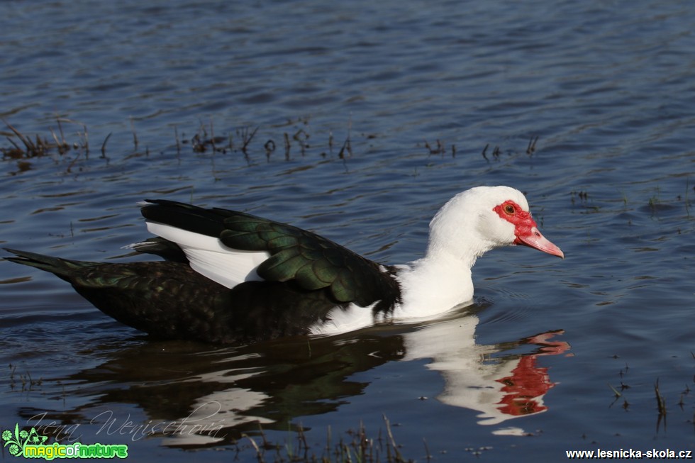 Kachna pižmová - Cairina moschata f. domestica - Foto Irena Wenischová (1)