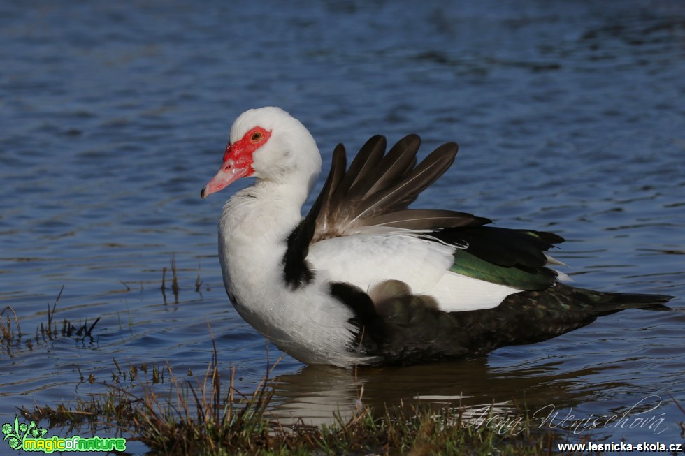 Kachna pižmová - Cairina moschata f. domestica - Foto Irena Wenischová (2)