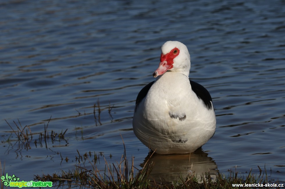 Kachna pižmová - Cairina moschata f. domestica - Foto Irena Wenischová (3)