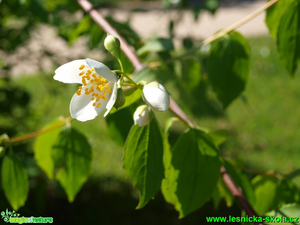 Trojpuk tyčinkatý - Deutzia staminea - Foto David Hlinka (1)