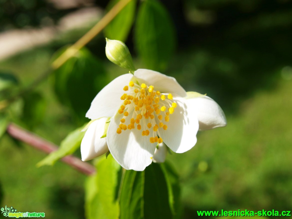 Trojpuk tyčinkatý - Deutzia staminea - Foto David Hlinka