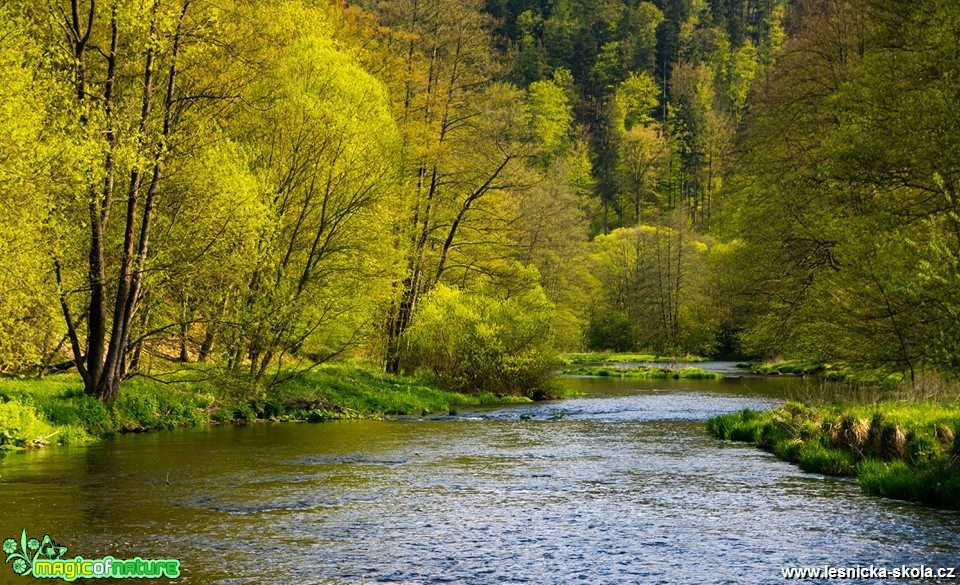 Řeka Moravice - Foto Jan Valach
