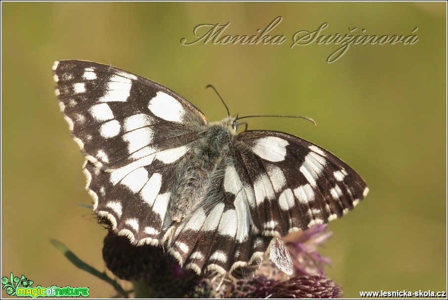 Okáč bojínkový - Melanargia galathea - Foto Monika Suržinová