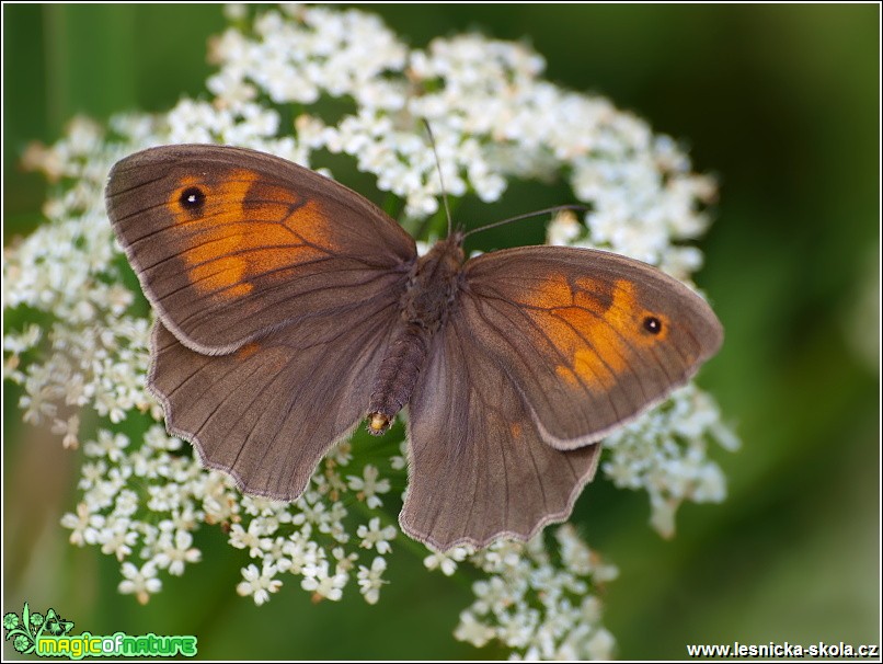 Okáč luční (samice) - Maniola jurtina - Foto Monika Suržinová