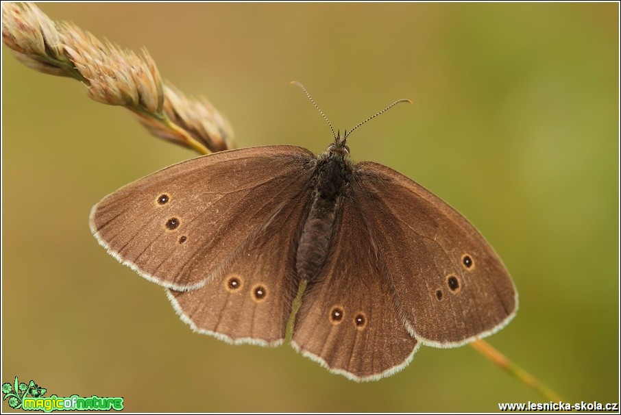 Okáč prosíčkový - Aphantopus hyperantus - Foto Monika Suržinová