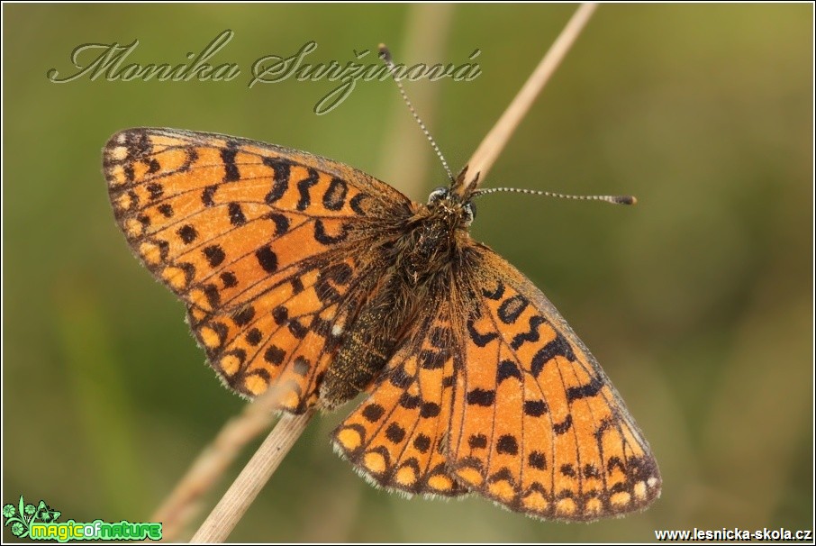 Perleťovec dvanáctitečný - Boloria selene - Foto Monika Suržinová (1)