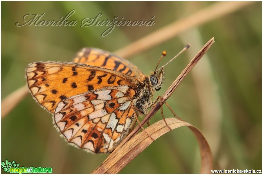 Perleťovec dvanáctitečný - Boloria selene - Foto Monika Suržinová (2)