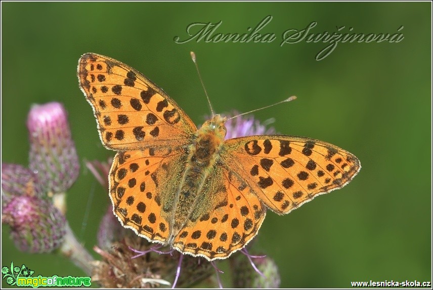 Perleťovec malý - Issoria lathonia- Foto Monika Suržinová