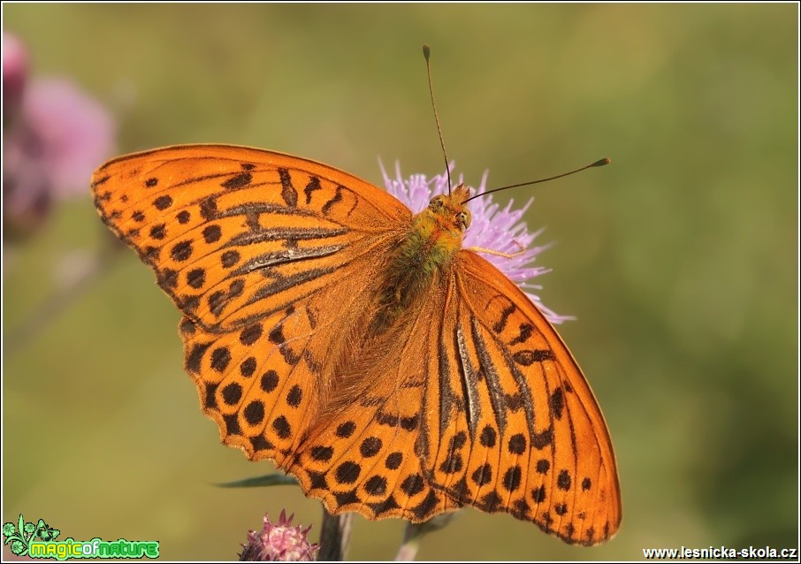 Perleťovec stříbropásek (sameček) - Argynnis paphia - Foto Monika Suržinová