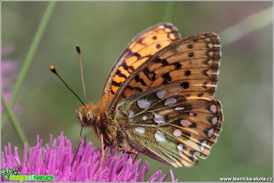 Perleťovec velký - Argynnis aglaja - Foto Monika Suržinová