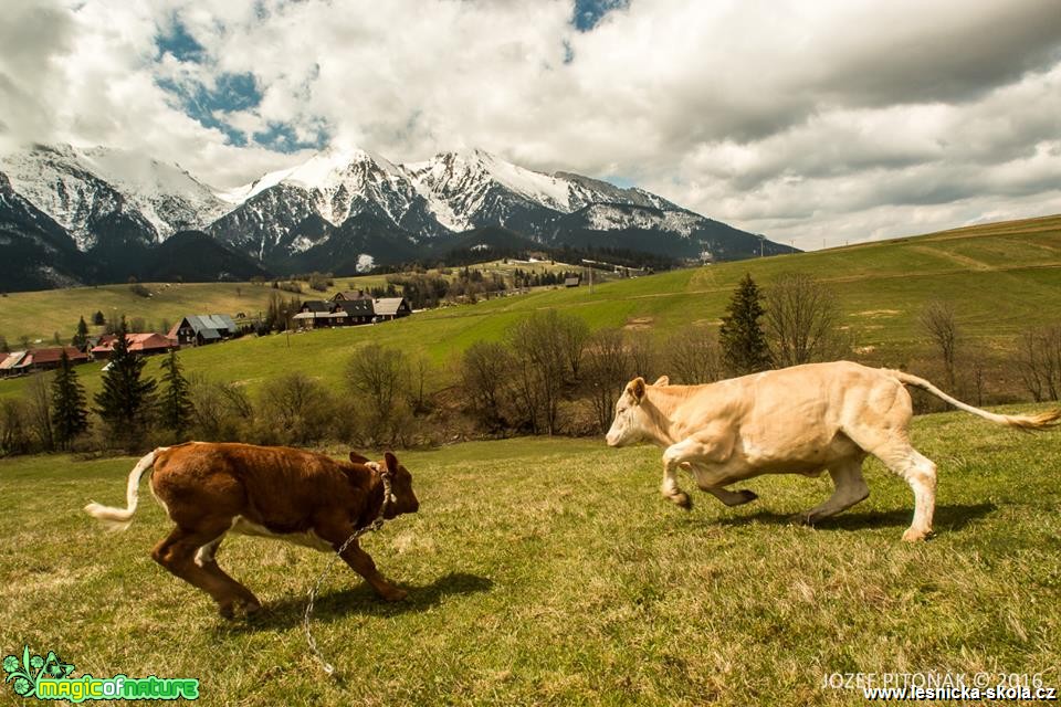 Chov skotu na horách - Foto Jozef Pitoňák (3)