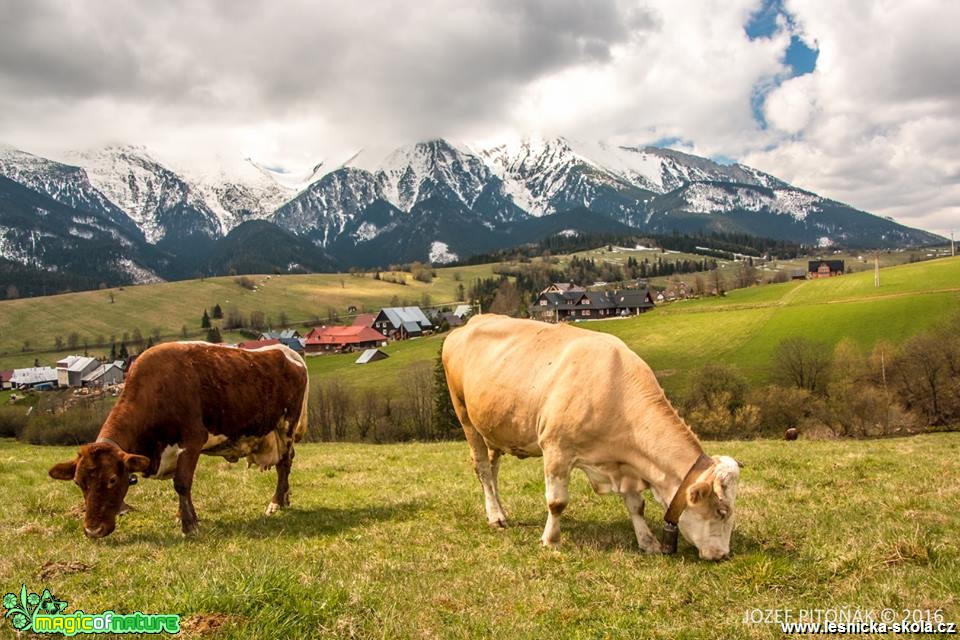 Chov skotu na horách - Foto Jozef Pitoňák (4)