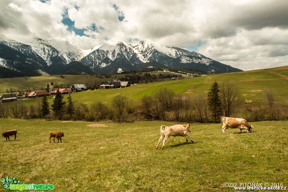 Chov skotu na horách - Foto Jozef Pitoňák (8)