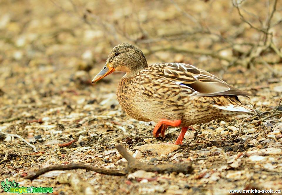 Kachna obecná - Anas platyrhynchos - Foto Dušan Sedláček (1)