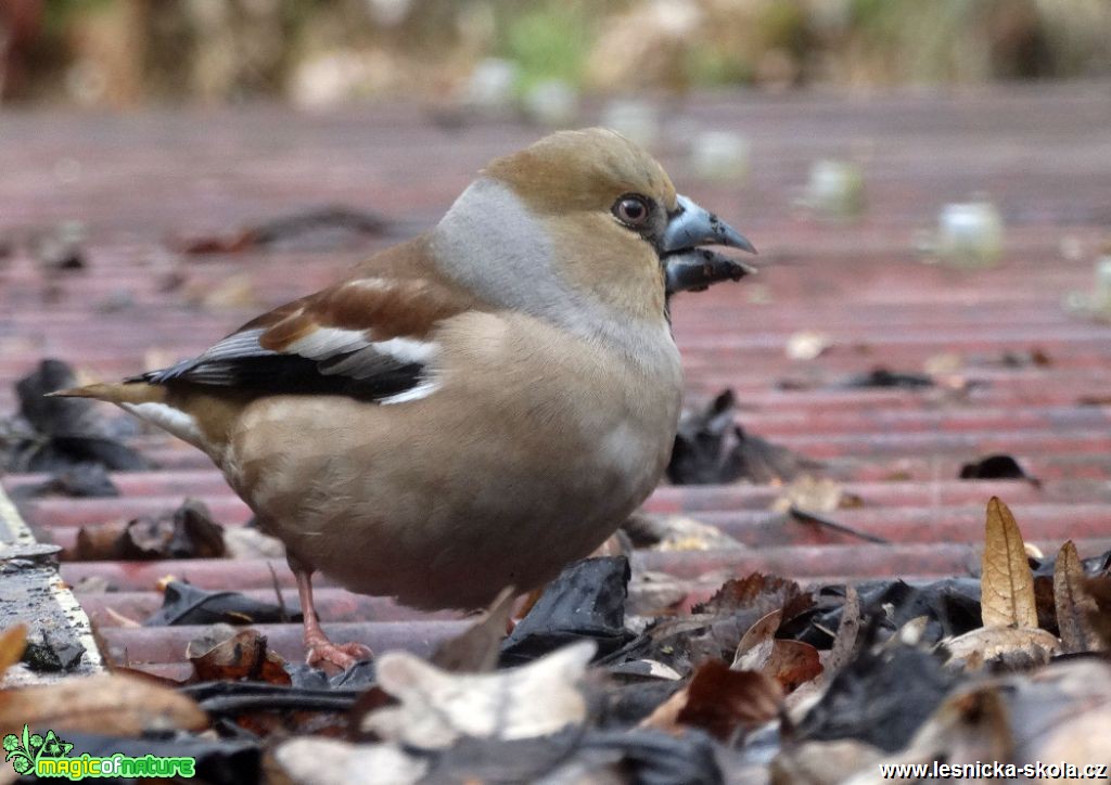 Dlask tlustozobý - Coccothraustes coccothraustes - Foto Miloslav Míšek (1)