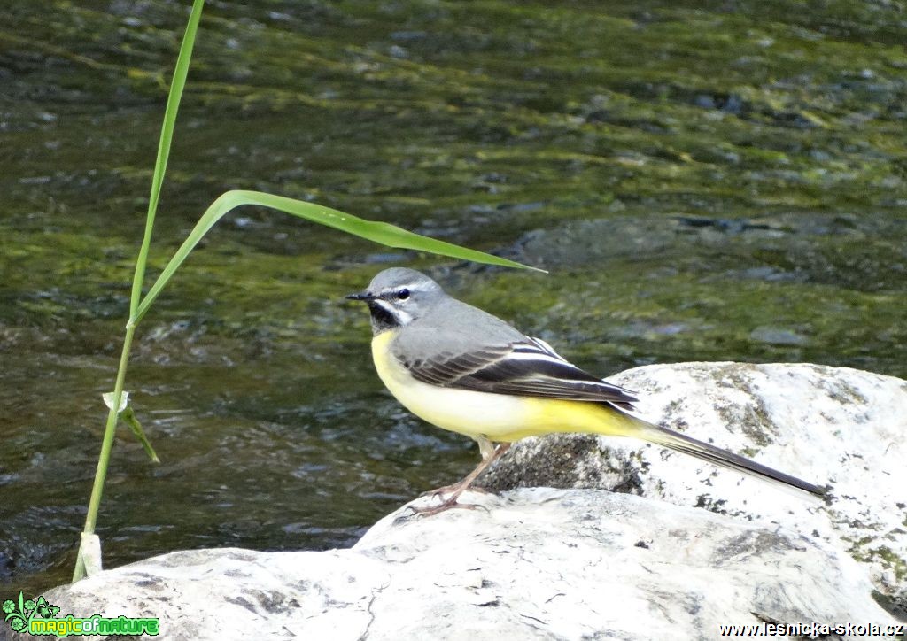 Konipas horský - Motacilla cinerea - Foto Miloslav Míšek