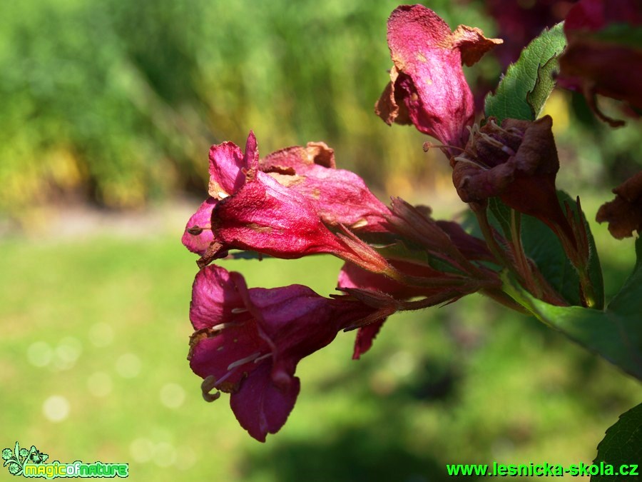 Weigelie křížená - Weigelia x hybrida ´Eva Supreme´ - Foto David Hlinka (1)