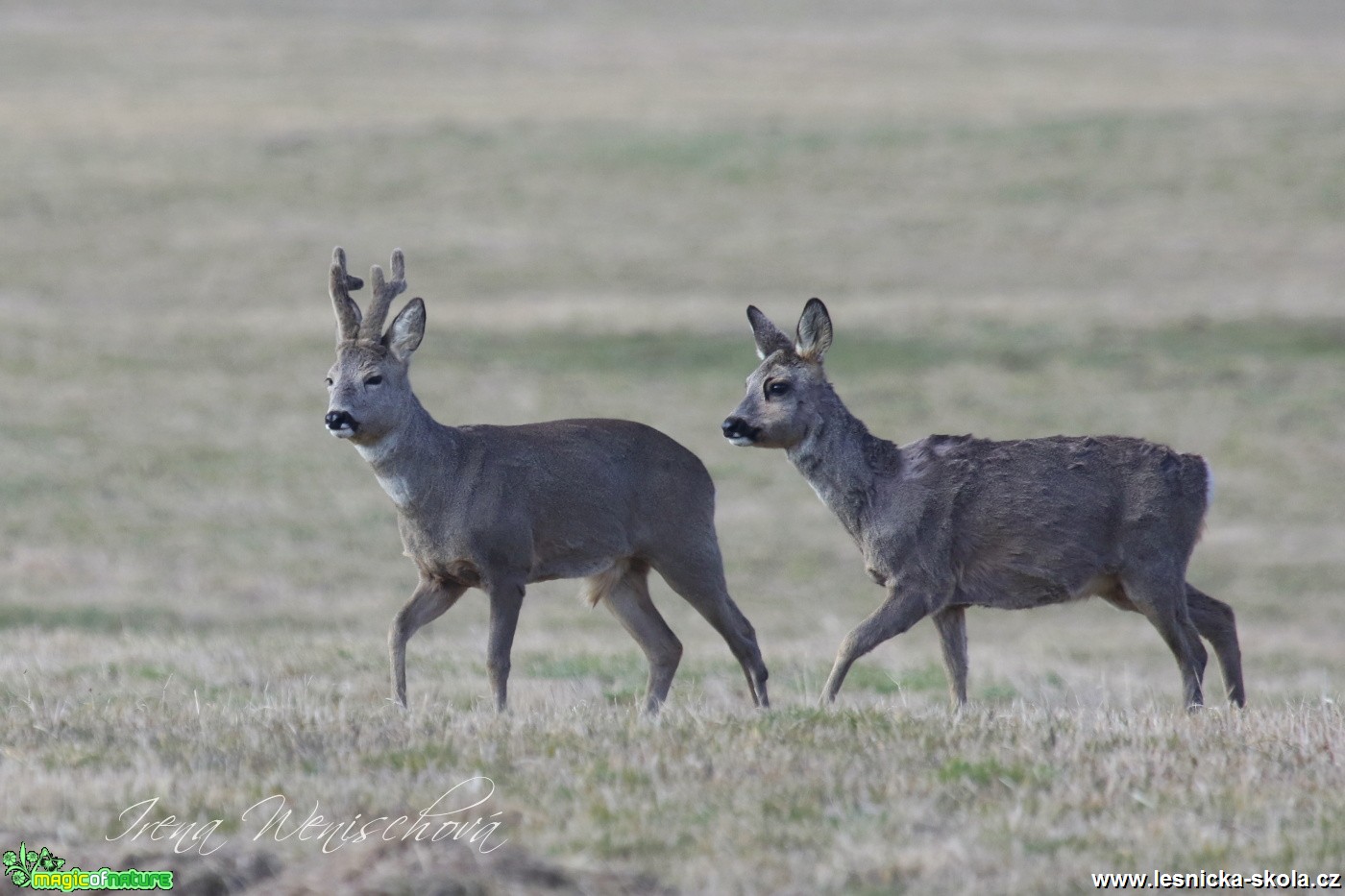 Srnec obecný - Capreolus capreolus - Foto Irena Wenischová (4)