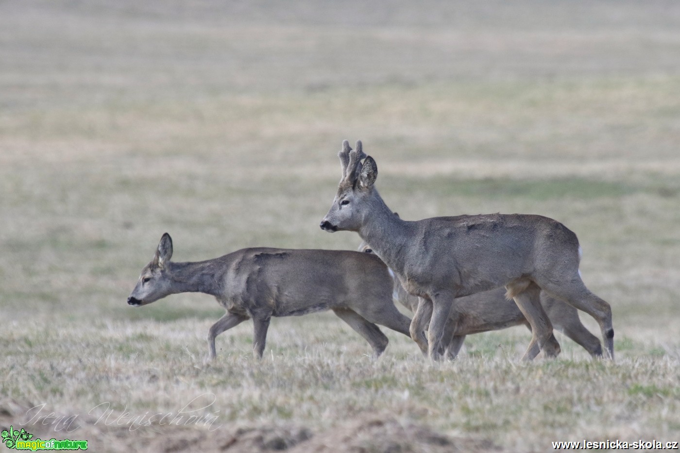 Srnec obecný - Capreolus capreolus - Foto Irena Wenischová (5)