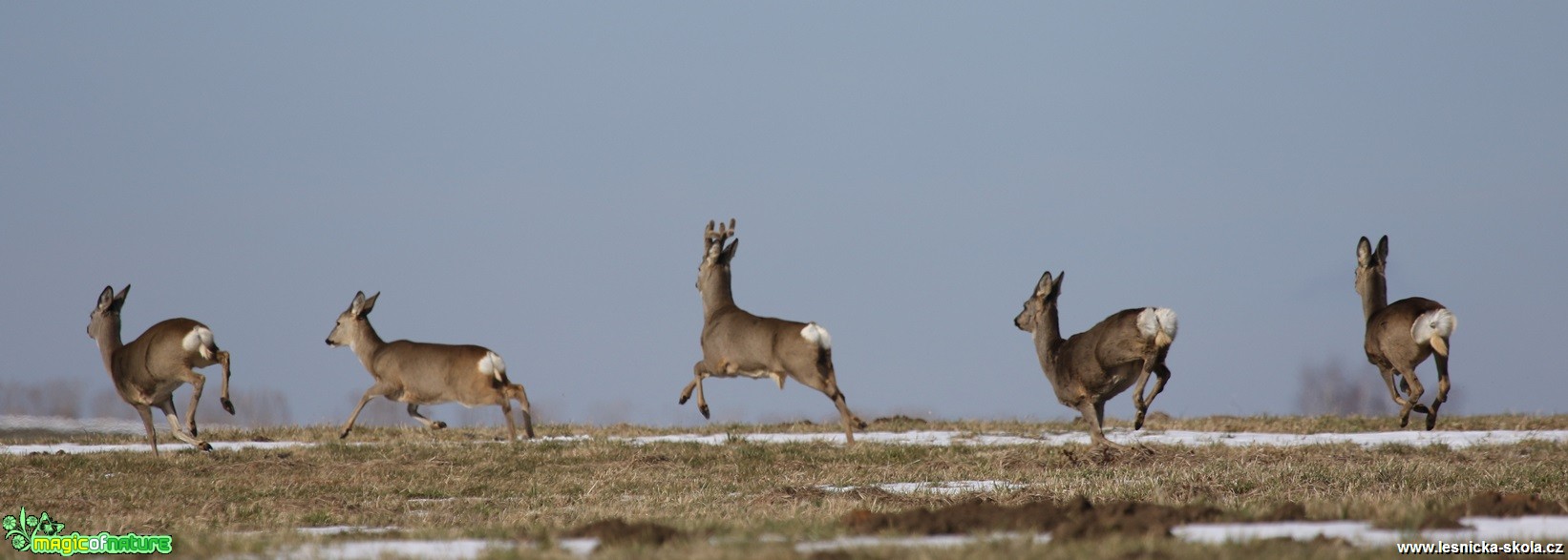 Srnec obecný - Capreolus capreolus - Foto Irena Wenischová (6)