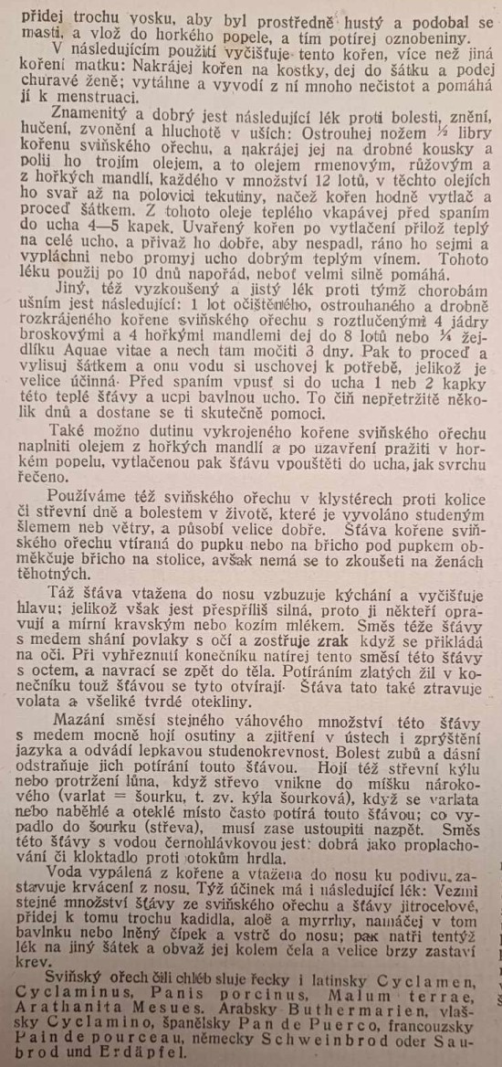 bramborik---svinsky-orech-2.jpg