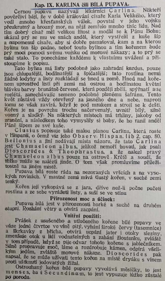 karlina-cili-bila-pupava-1.jpg