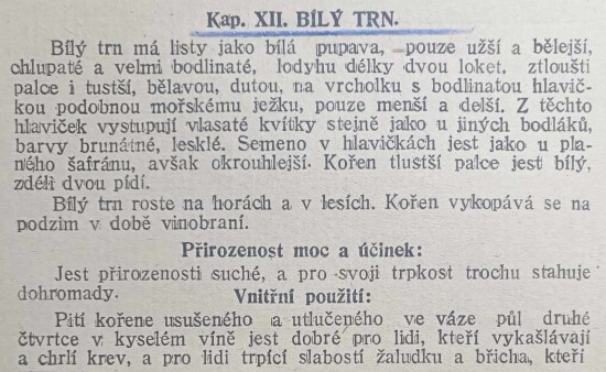 bily-trn-1.jpg