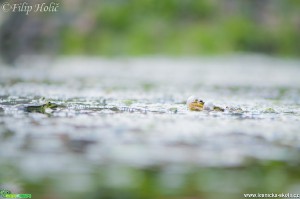 rezonujici-skokan---skokan-skrehotavy---pelophylax-ridibundus---foto-filip-holic.jpg