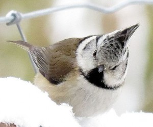 sykora-parukarka---lophophanes-cristatus---foto-robert-kopecky.jpg